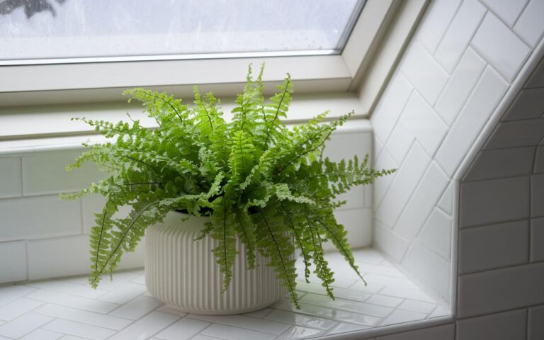 10 piante da interno per combattere l’umidità in casa!