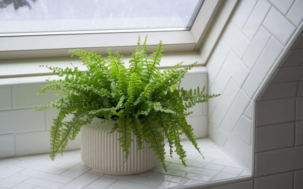 10 piante da interno per combattere l'umidità in casa!