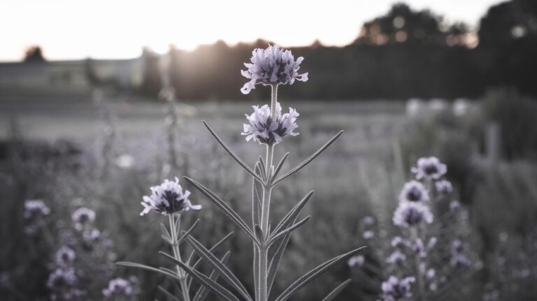 Coltivare Erbe Aromatiche in Casa: Suggerimenti Pratici
