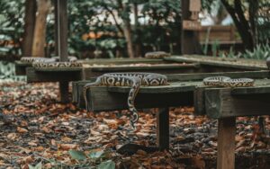 Attenzione: questo semplice dimenticanza in giardino può trasformare il tuo terreno in un rifugio di serpenti.