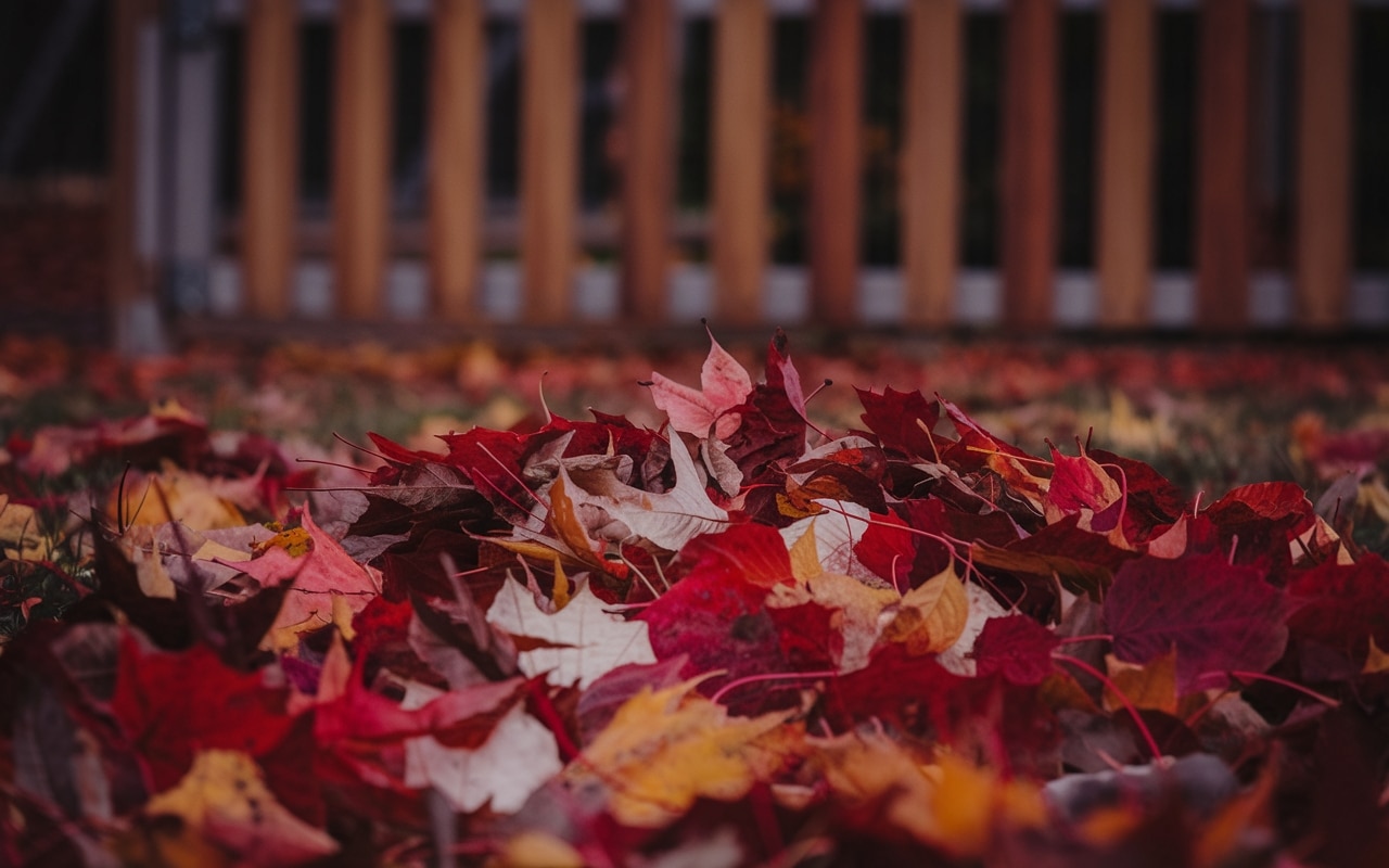 Questo pacciame di foglie: l’astuzia ecologica per arricchire il tuo giardino quest’autunno senza sforzo