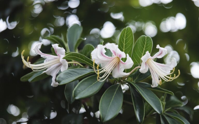 Cosa fare all’inizio di novembre con il vostro caprifoglio per mantenerlo in salute tutto l’inverno