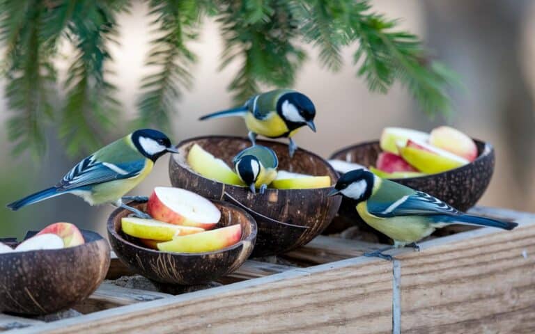 Giardinieri invitati a lasciare due frutti nel cortile questo autunno, e non è strano come sembra