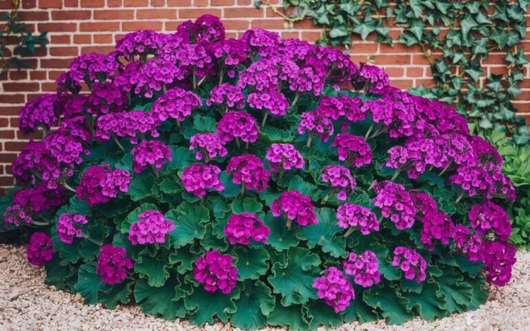 Giardino: questo fiore eletto “pianta del secolo” per la sua bellezza si pianta a novembre e non richiede alcuna manutenzione