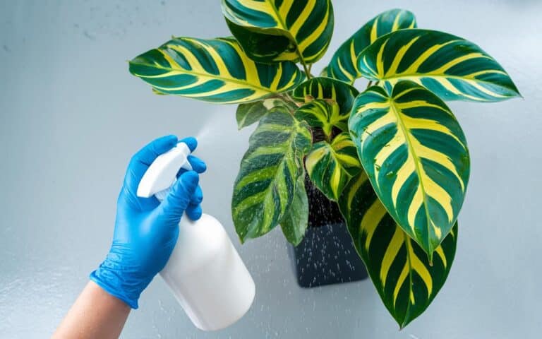 Il sapone nero: l’arma segreta per piante d’interno brillanti e senza parassiti