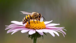 Impollinatori nel Giardino: Come Attrarre Api e Farfalle