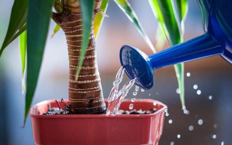 Irrigazione del yucca: 7 consigli per una pianta in piena forma