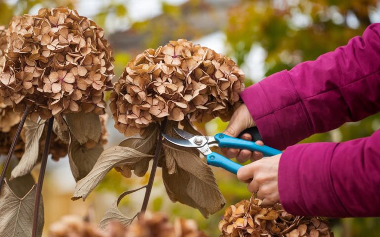 Non potare assolutamente queste 3 piante a novembre: il loro ruolo segreto ti sorprenderà.