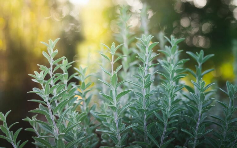 Preparare le vostre piantine di origano per l’inverno: le mosse chiave per una ripresa vigorosa in primavera