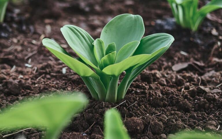 Questa insalata perenne si prende cura di sé stessa e promette raccolti incredibili fin dalla fine della stagione fredda