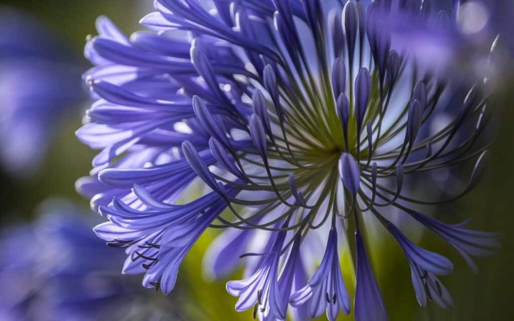 Solo questi gesti essenziali per le agapanti a novembre garantiscono una fioritura spettacolare in primavera