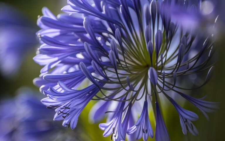 Solo questi gesti essenziali per le agapanti a novembre garantiscono una fioritura spettacolare in primavera