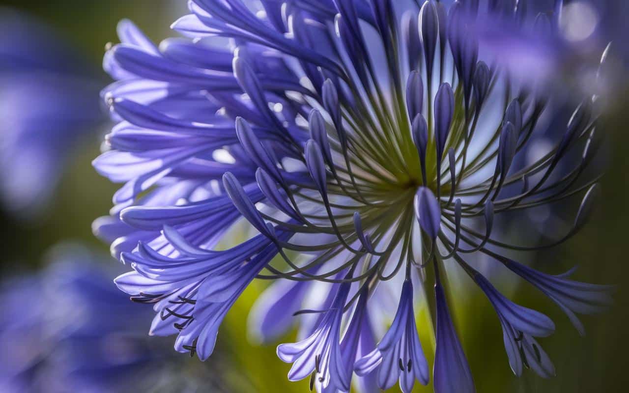 Solo questi gesti essenziali per le agapanti a novembre garantiscono una fioritura spettacolare in primavera