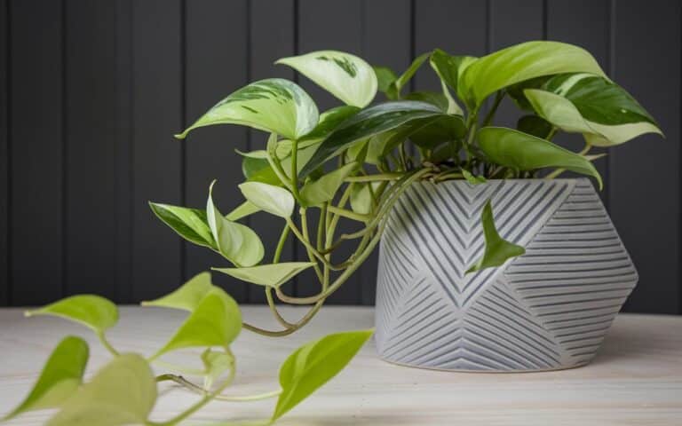 Vuoi un’aria più pulita in casa? Prova queste piante da appartamento